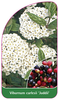 Viburnum carlesii 'Juddii'