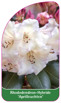 Rhododendron-Hybride 'Aprilleuchten'