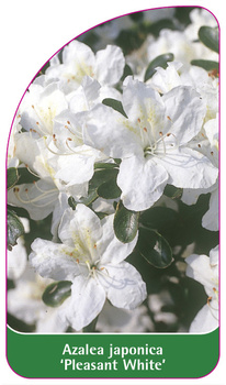 Azalea japonica 'Pleasant White'