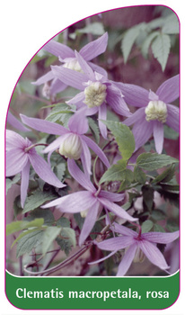 Clematis macropetala, rosa