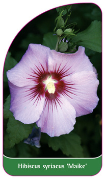 Hibiscus syriacus 'Maike'