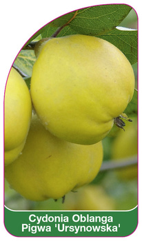 Cydonia Oblanga Kdoule 'Ursynowska'