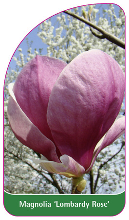 Magnolia 'Lombardy Rose'