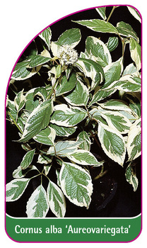 Cornus alba 'Aureovariegata'