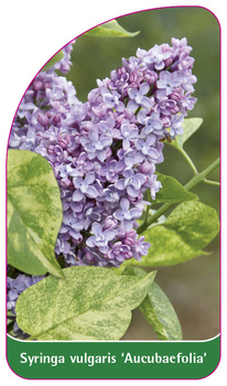 Syringa vulgaris 'Aucubaefolia'