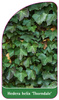 Hedera helix 'Thorndale'