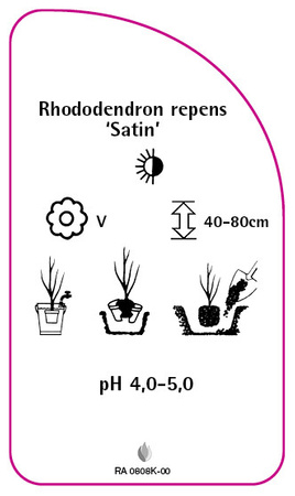 Rhododendron repens 'Satin'