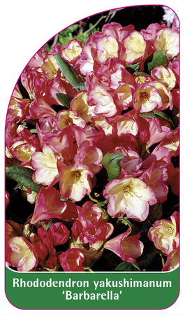 Rhododendron yakushimanum 'Barbarella'