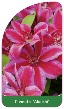 Clematis 'Akaishi'