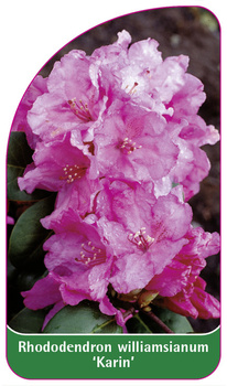 Rhododendron williamsianum 'Karin'