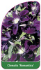 Clematis 'Romantica'
