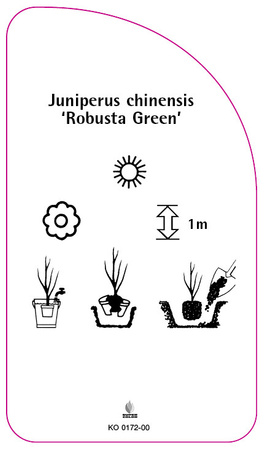 Juniperus chinensis ‘Robusta Green'