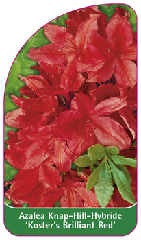 Azalea Knap-Hill-Hybride 'Koster's Brilliant Red'