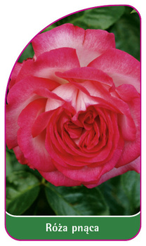 Urcarea trandafirului Nr. 330