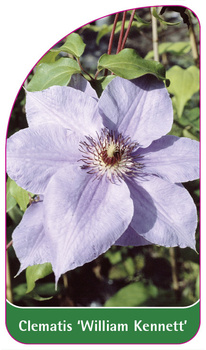 Clematis 'William Kennett'