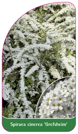 Spiraea cinerea 'Grefsheim'