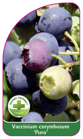 Vaccinium corymbosum 'Puru'