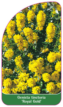 Genista tinctoria 'Royal Gold',