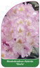 Rhododendron-Hybride 'Gisela'