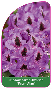Rhododendron-Hybride 'Peter Alan'