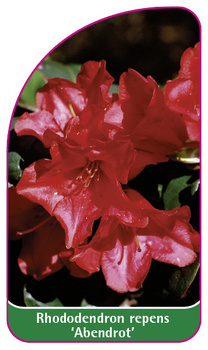 Rhododendron repens 'Abendrot'