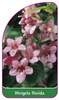 Weigela florida