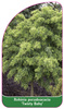 Robinia pseudoacacia 'Twisty Baby'