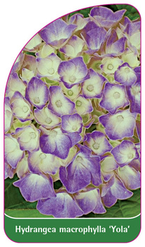 Hydrangea macrophylla 'Yola'