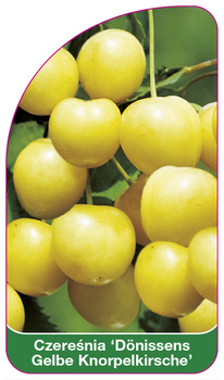 Czereśnia 'Dönissens Gelbe Knorpelkirsche'