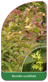 Diervilla sessilifolia