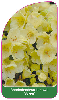 Rhododendron ludowii 'Wren'