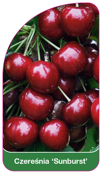 Czereśnia 'Sunburst'