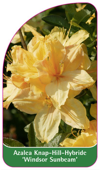 Azalea Knap-Hill-Hybride 'Windsor Sunbeam'