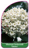 Viburnum burkwoodii 'Eskimo'