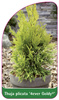 Thuja plicata '4ever Goldy'