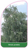 Betula pendula