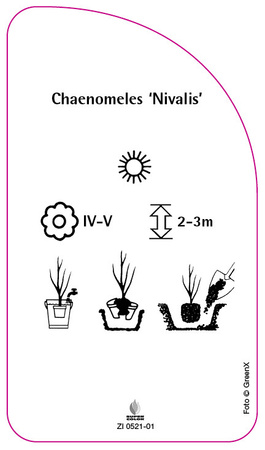 Chaenomeles 'Nivalis'