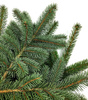 Gałązka świerka srebrna żywa do 40cm