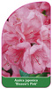 Azalea japonica 'Blaauw's Pink'