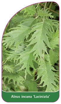 Alnus incana 'Laciniata'