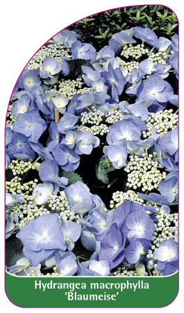 Hydrangea macrophylla 'Blaumeise'