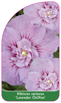Hibiscus syriacus 'Lavender Chiffon'