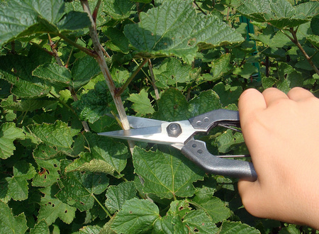 Sekator jednoręczny Do Bonsai 207 OKATSUNE