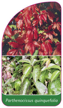 Parthenocissus quinquefolia