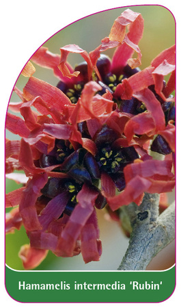 Hamamelis intermedia 'Rubin'