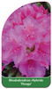 Rhododendron-Hybride 'Haaga'