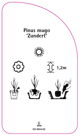 Pinus mugo 'Zundert'