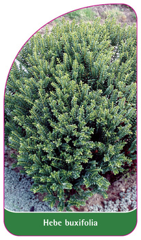 Hebe buxifolia