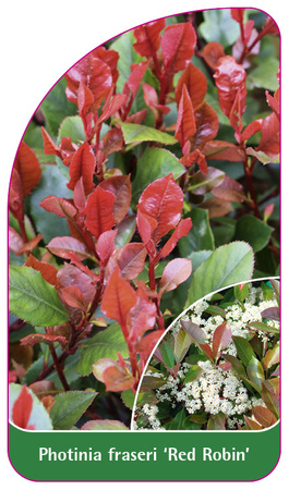 Photinia fraseri 'Red Robin'