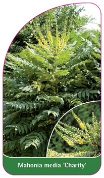 Mahonia media 'Charity'